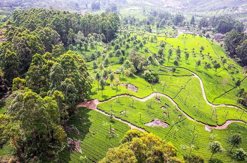 Munnar - Terrace Greens, A Sterling Holidays Resort 4*,  Indie